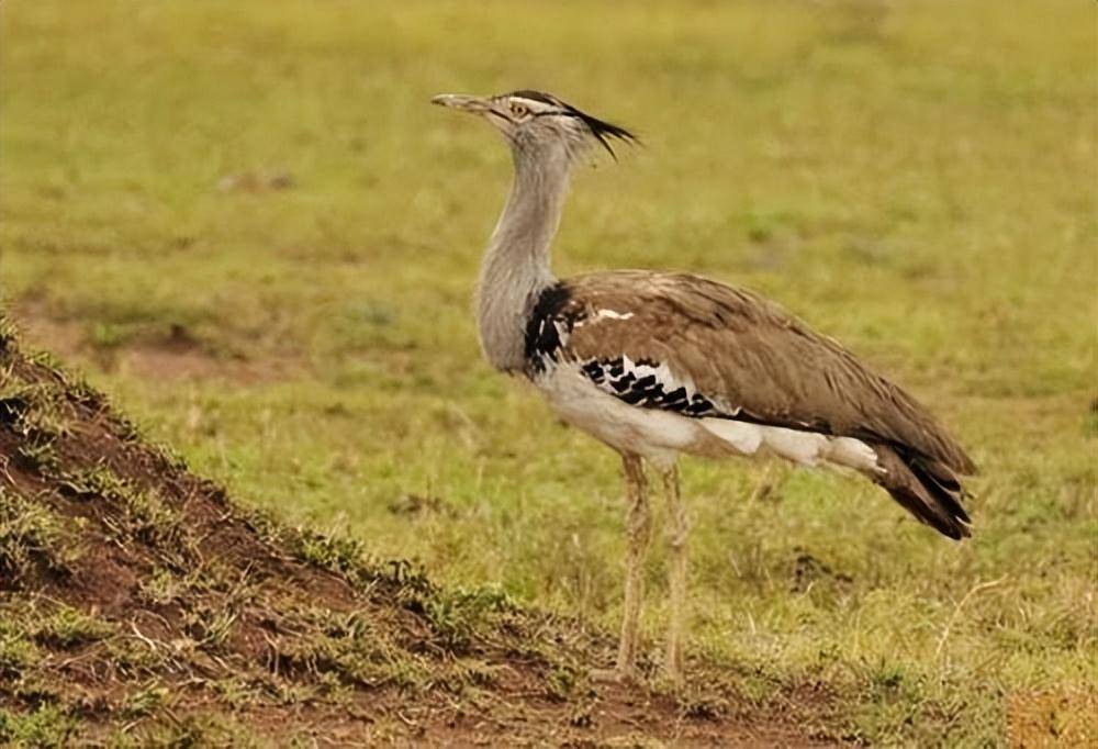 看了鸨鸟怎么交配,才知道古代青楼的老板娘,为何叫"老鸨"!