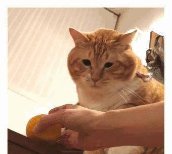 养一只"巨能吃"的橘猫是怎样的体验?_猫咪_猫奴_橘色
