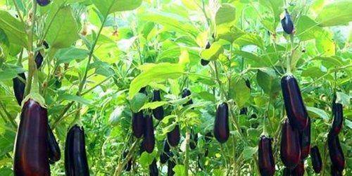 原创            怎么炒出好吃又美味的茄子？-怎样炒茄子才好吃家常做法大全视频