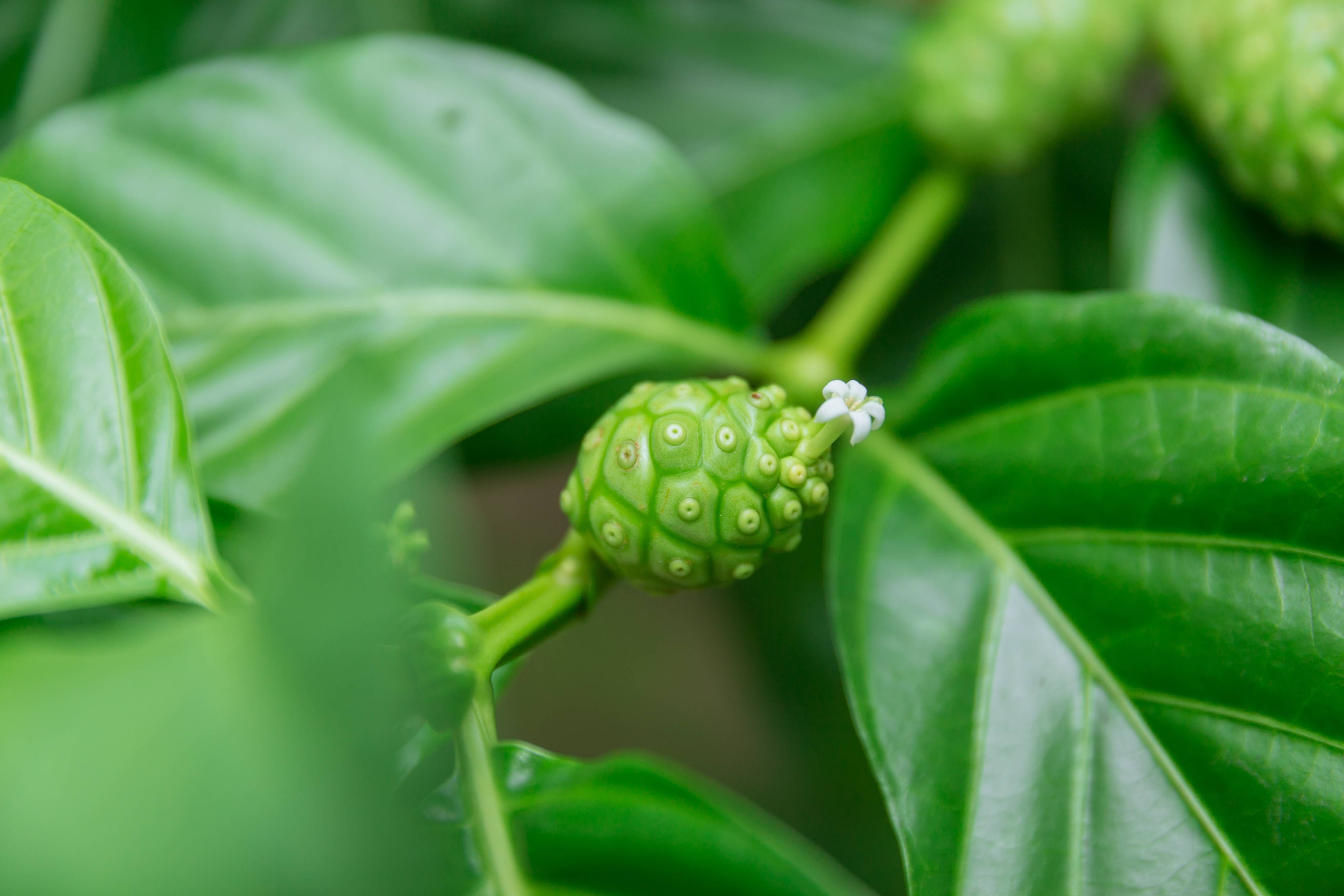 诺丽果不负"大自然的黄金"美名