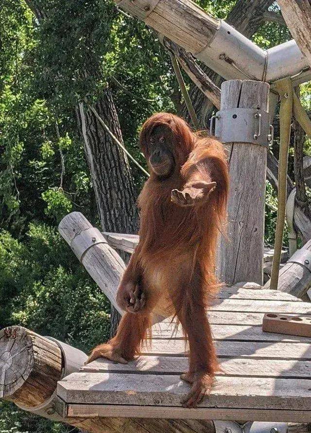 演猩猩的演员,没事,出来_猴子_什么_男孩