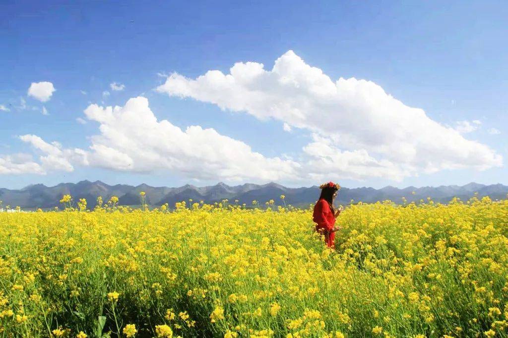 山丹军马场油菜花图片