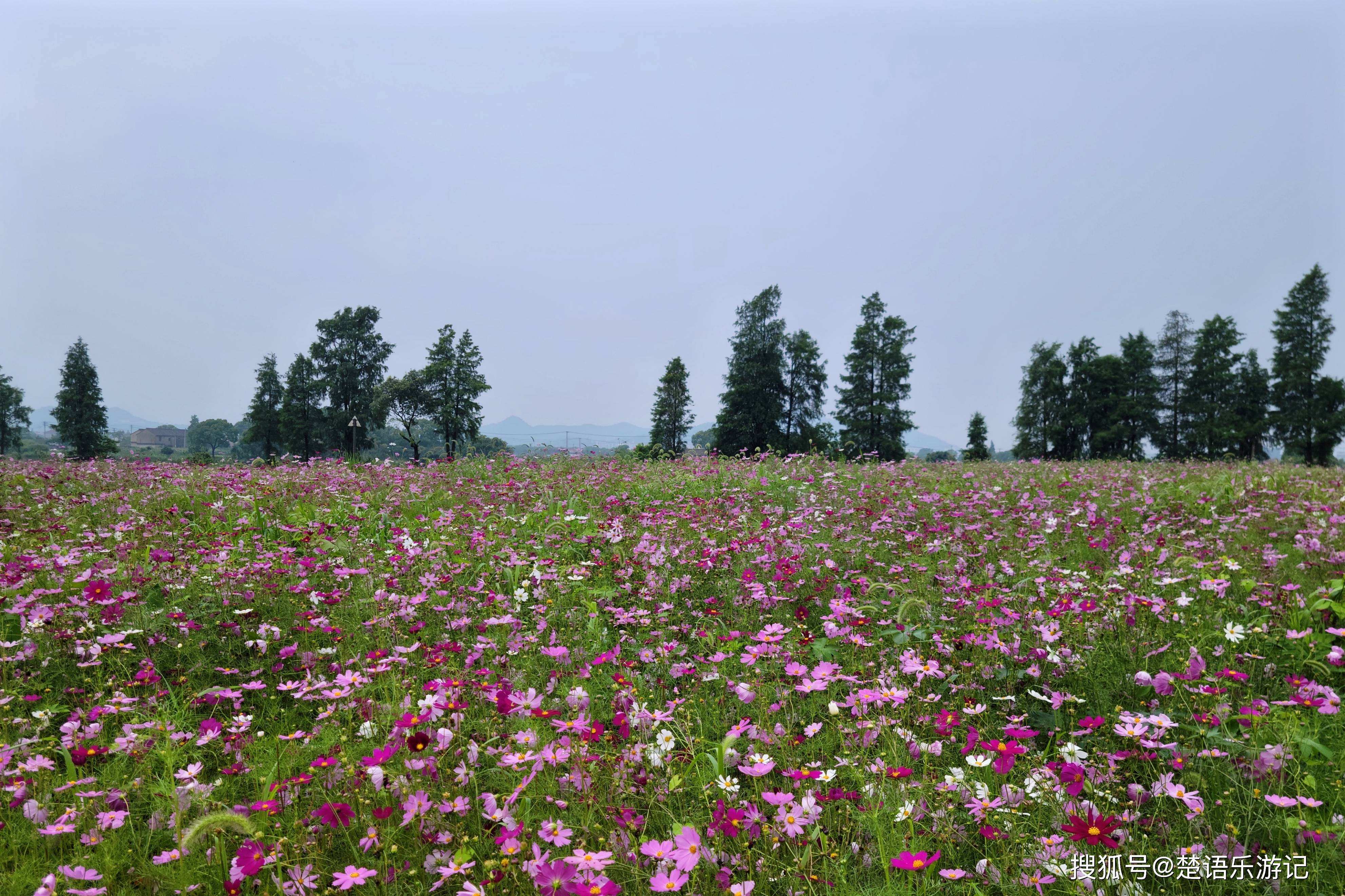 宁波东钱湖畔的格桑花海