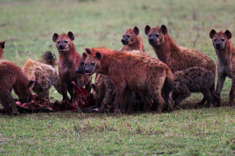 资源极度匮乏下的合作者_鬣狗_研究_足迹