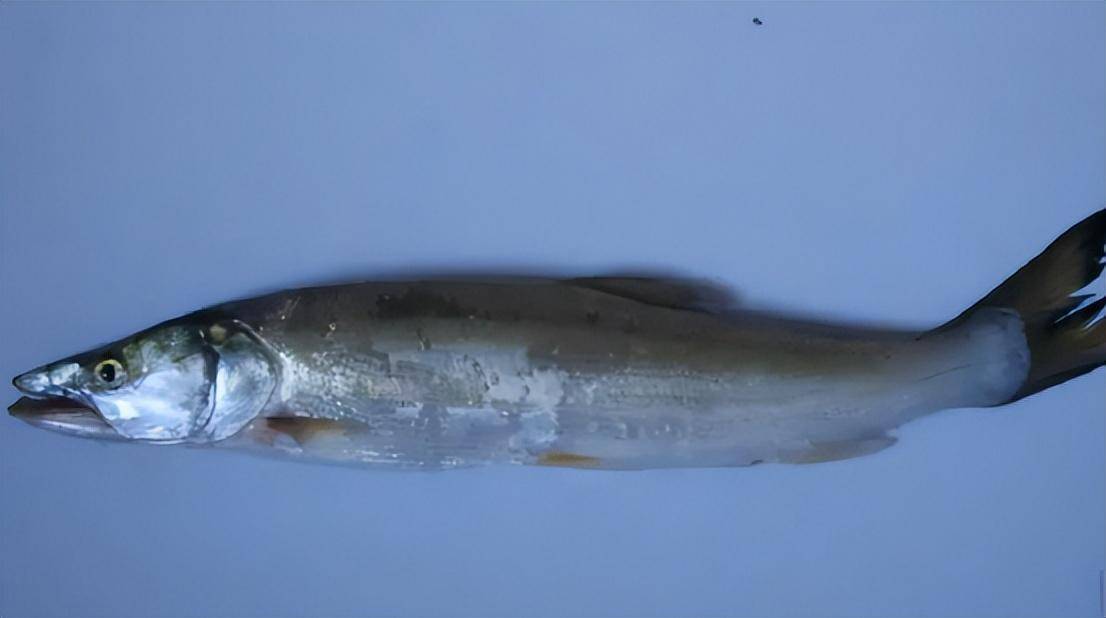 鳡鱼经济价值高,钓友喜欢它,养殖户反而为何不敢养?