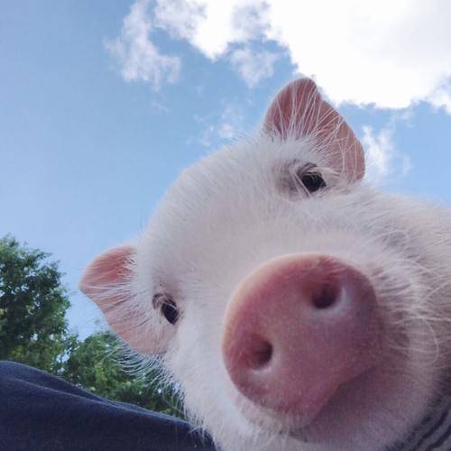 一只猪拿着风车图片