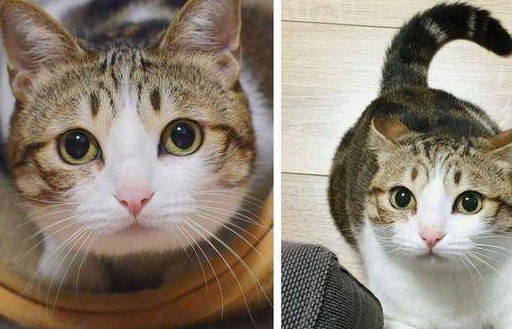家中的猫咪为什么总是一副苦瓜脸?_主人_自然_方式