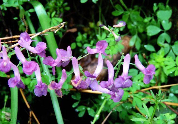 浙江药农卖的元胡是什么?为何这么贵?_中药材_价格_延胡索