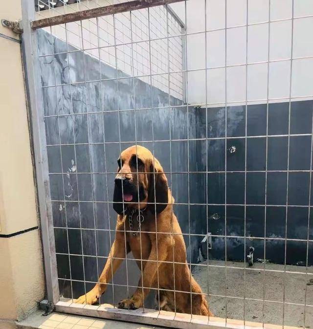 搜救犬银虎图片