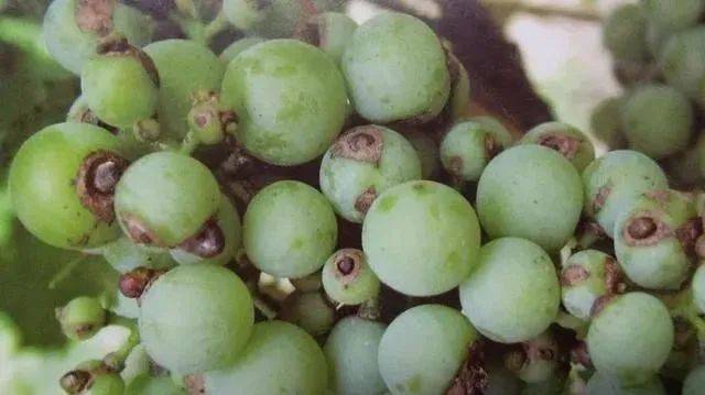 葡萄上的小黑点是什么?虫害,病害,药害仔细教你分辩清