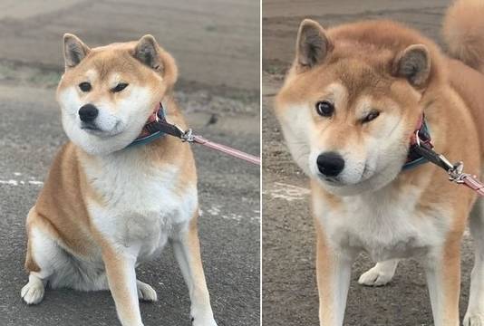 柴犬開心外出不想回家,嘴邊肉擠出超ng表情!_taro_主人_原地