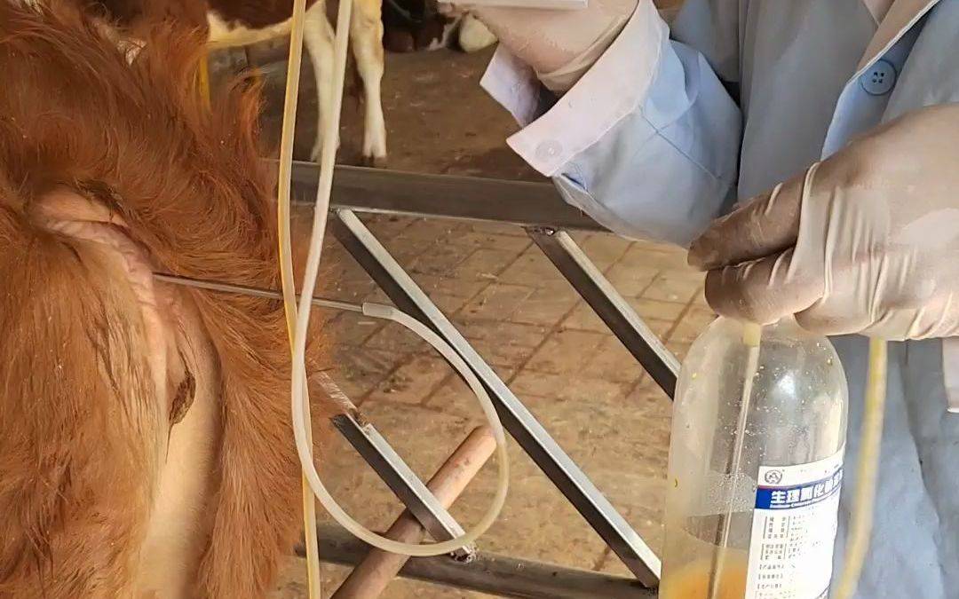 母牛子宫清洗操作流程,母牛子宫清洗需要注意哪些?本文为你讲解