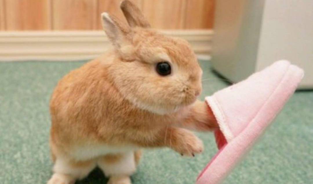 五种适合家养的小宠物,兔子仓鼠龙猫荷兰猪松鼠,你喜欢哪一种?