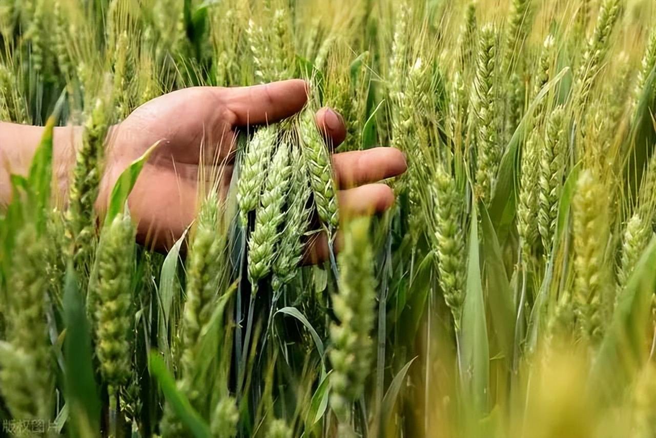 据了解,"西农511"是小麦育种专家,西北农林科技大学教授吉万全带领
