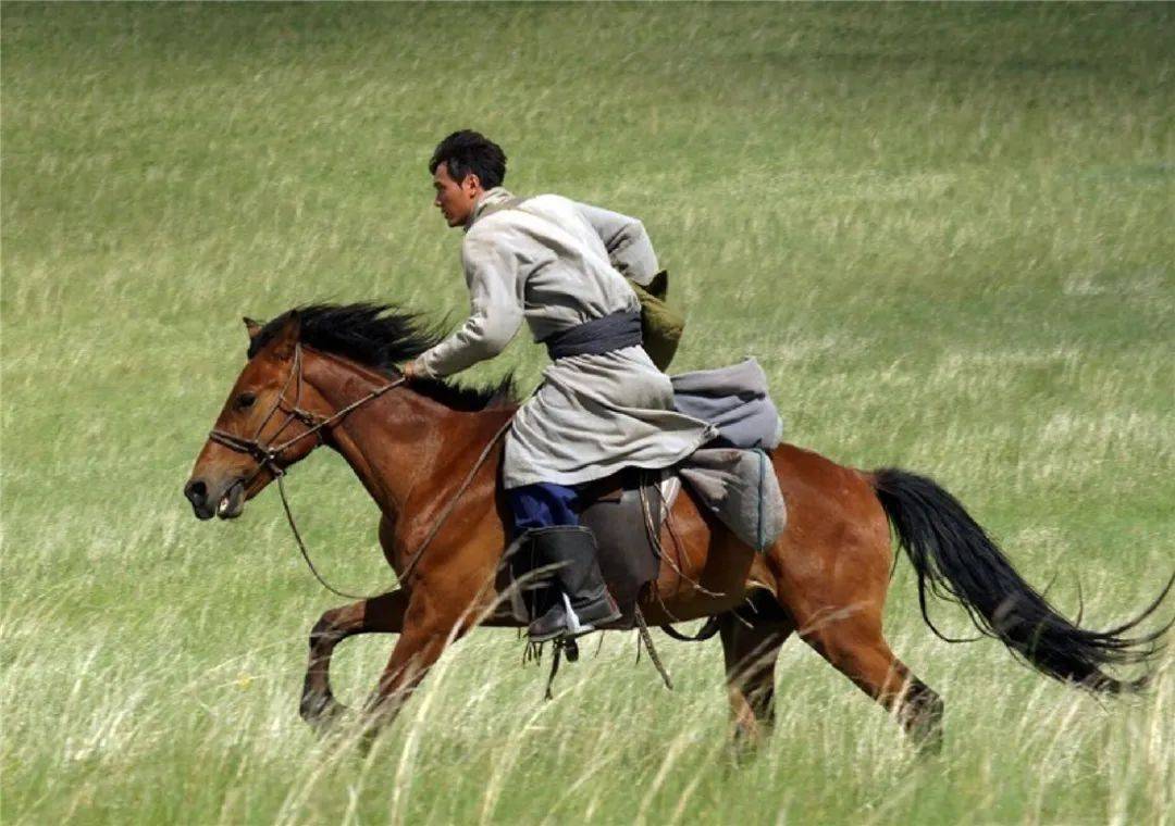 公狼落入陷阱,母狼钻铁笼救公狼,只钻进半个脑袋,却被钢筋夹死_羊圈