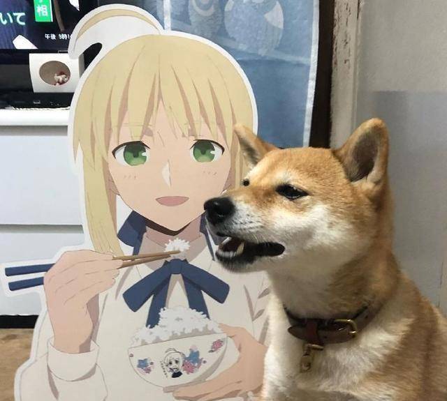 它们温顺可爱又聪明机灵,无论是看家护院还是玩耍陪伴都是令人觉得很