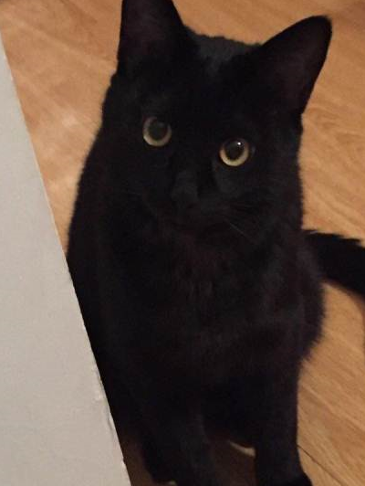 孟买猫和黑猫的区别 有哪些特点_黑色_全身_身体