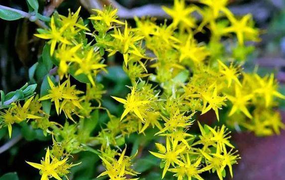 农村一种野草,人称"石指甲,其实是上好野菜,城里人做盆栽_植物_种植