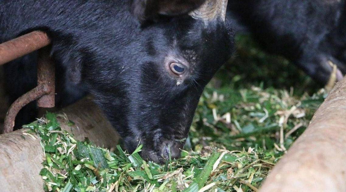巨菌草适合北方种植吗?种下后可利用15年是真的吗?