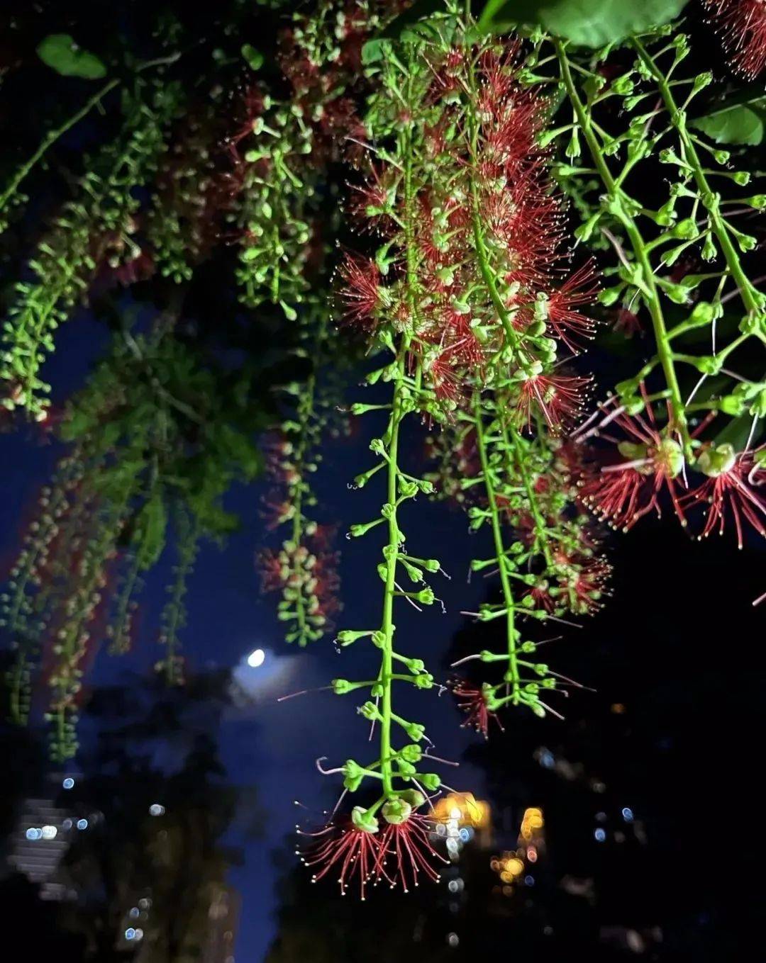 暮开朝落,刹那芳华——仲夏夜之花:红花玉蕊_果玉蕊_果实_芬芳