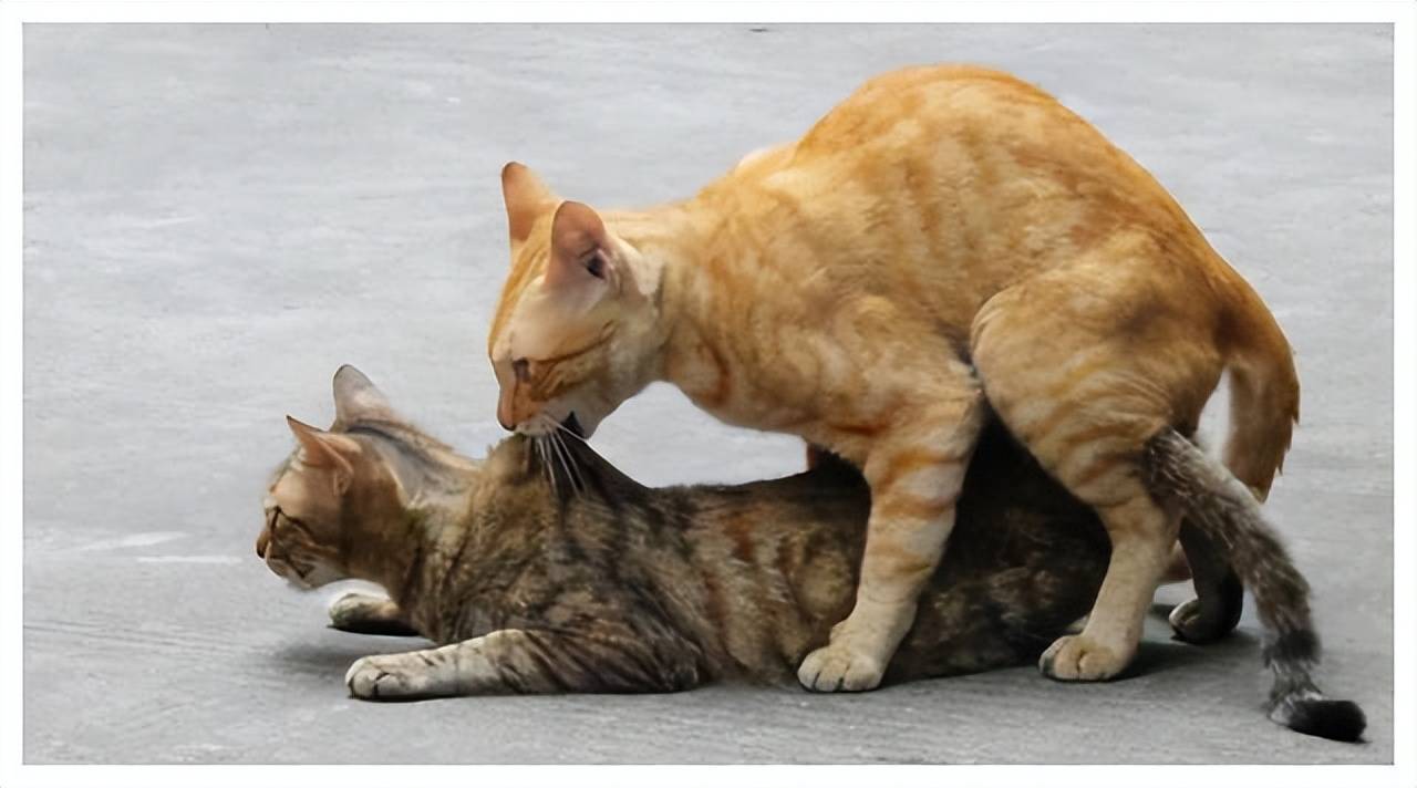 母猫为什么在交配后会满地打滚并且会立即攻击雄性？专家：生物学_手机搜狐网
