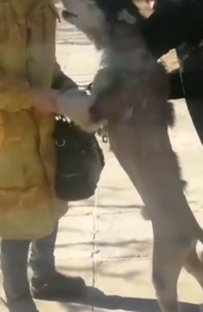 哈士奇走丢，主人好不容易找到它，二哈还生气了 