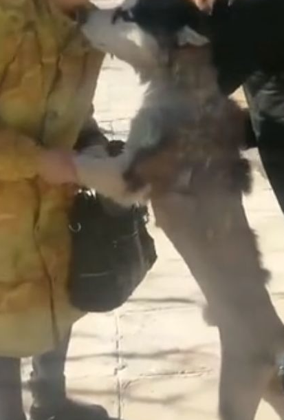 哈士奇走丢，主人好不容易找到它，二哈还生气了 