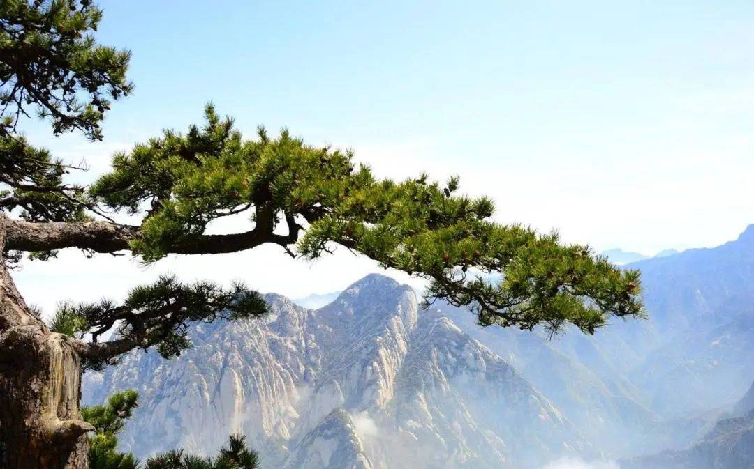 刚劲,灵秀——华山松_松树_山树_人们