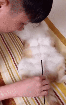 小连的大作完成时,猫咪依旧躺在床上一脸享受,估计此刻正在做着成为喵