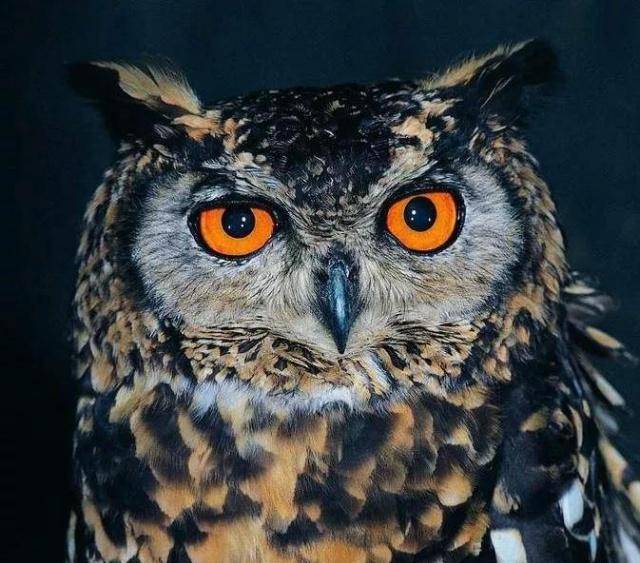 时期_酒器_形象