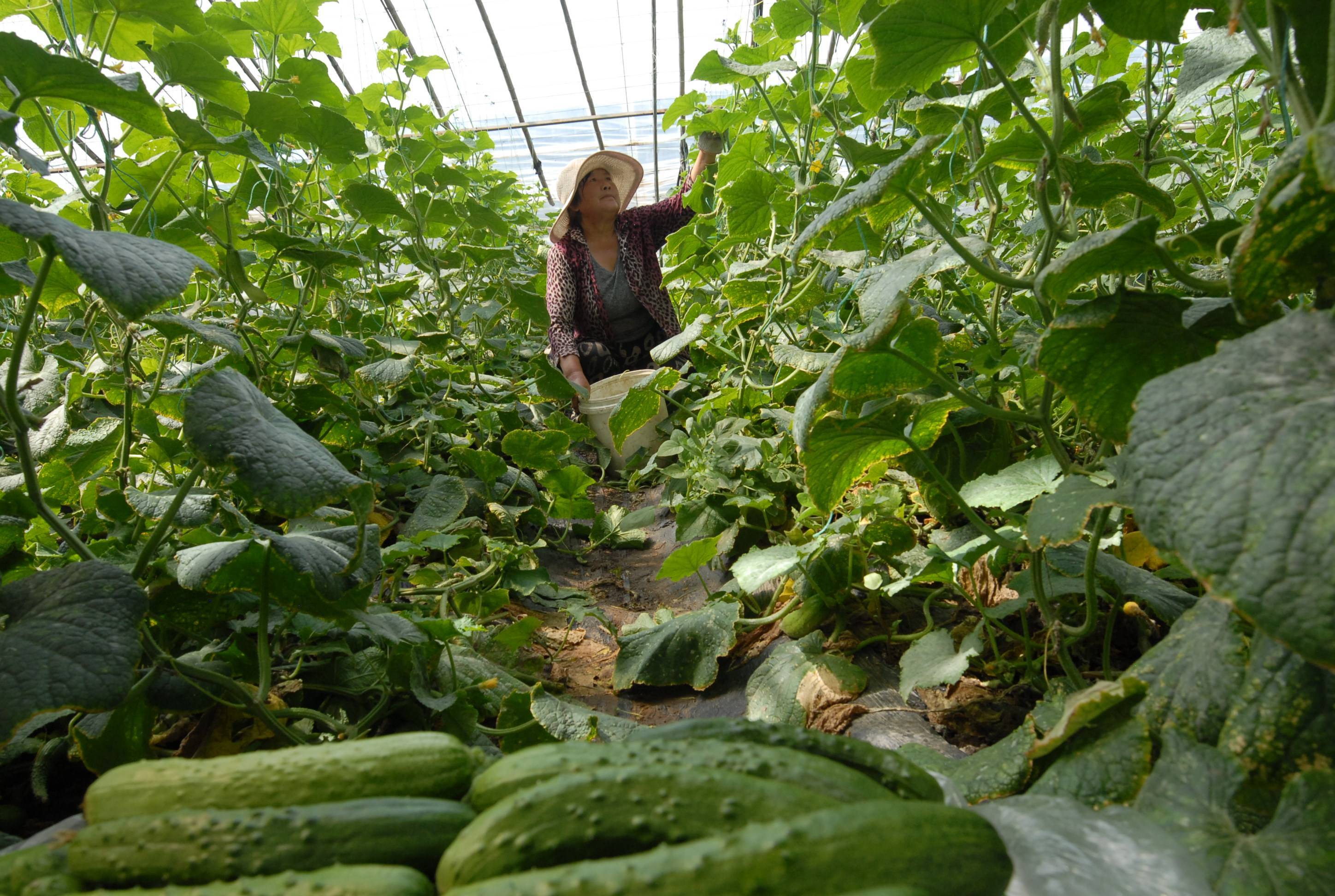 山东即墨:小暑时节到 农民田野忙_作业_无人机_农业
