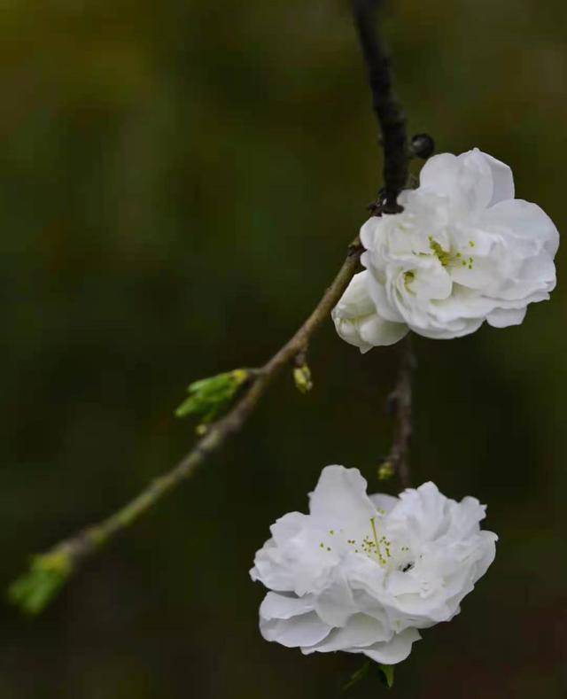 长安大学恍若柳絮轻抚脸颊的温柔又似清风吹动娇花的生气一起来感受