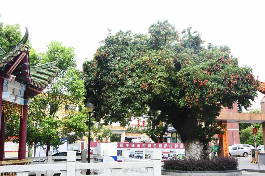 横沥半仙山村:百岁古荔依旧繁盛 硕果盈枝乡愁满满