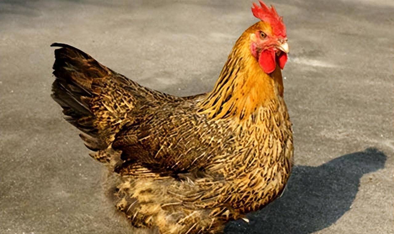 漂亮国女州长再次大赦天下，沽名钓誉还是闲得蛋疼？这昏君有话说_手机搜狐网