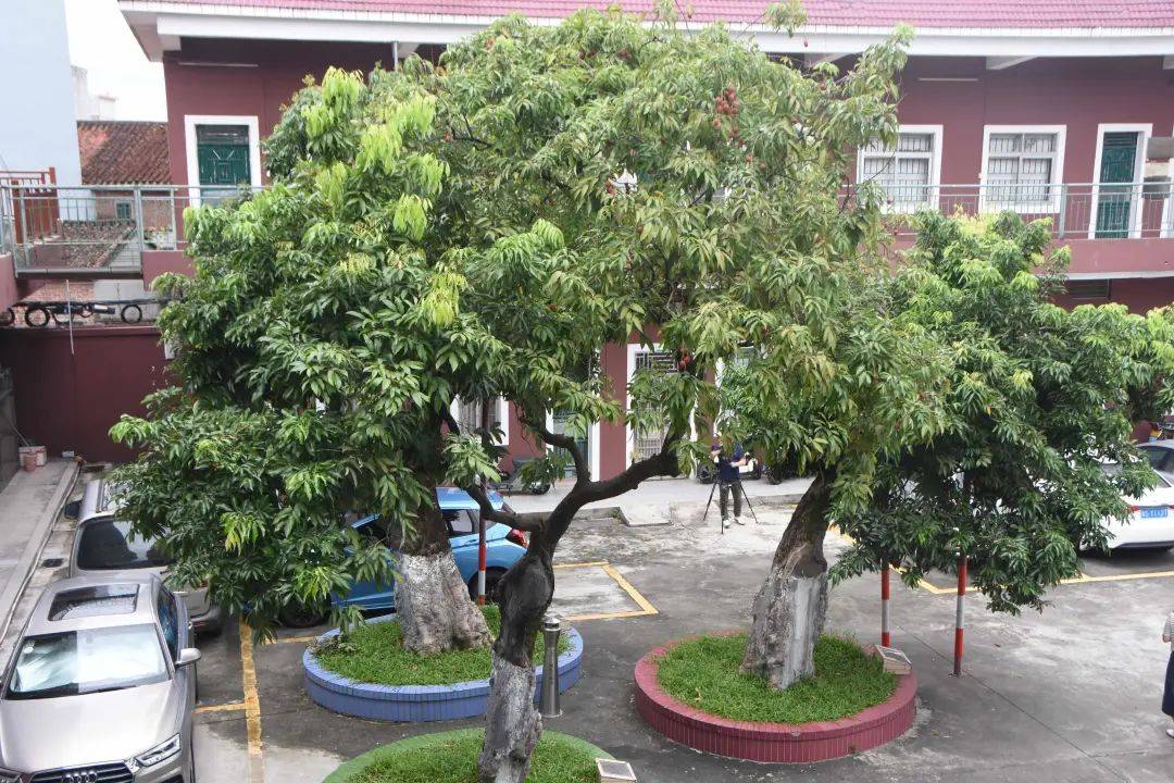 横沥半仙山村:百岁古荔依旧繁盛 硕果盈枝乡愁满满