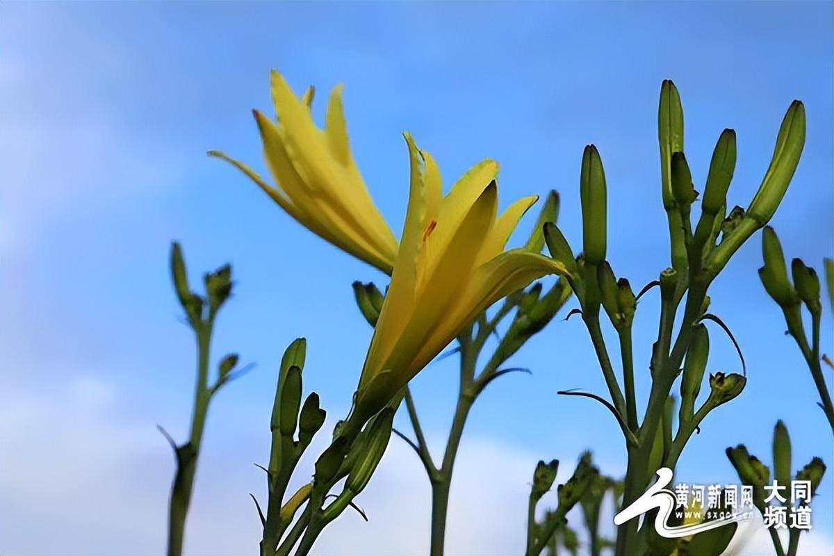 大同鲜黄花 清香飘万家