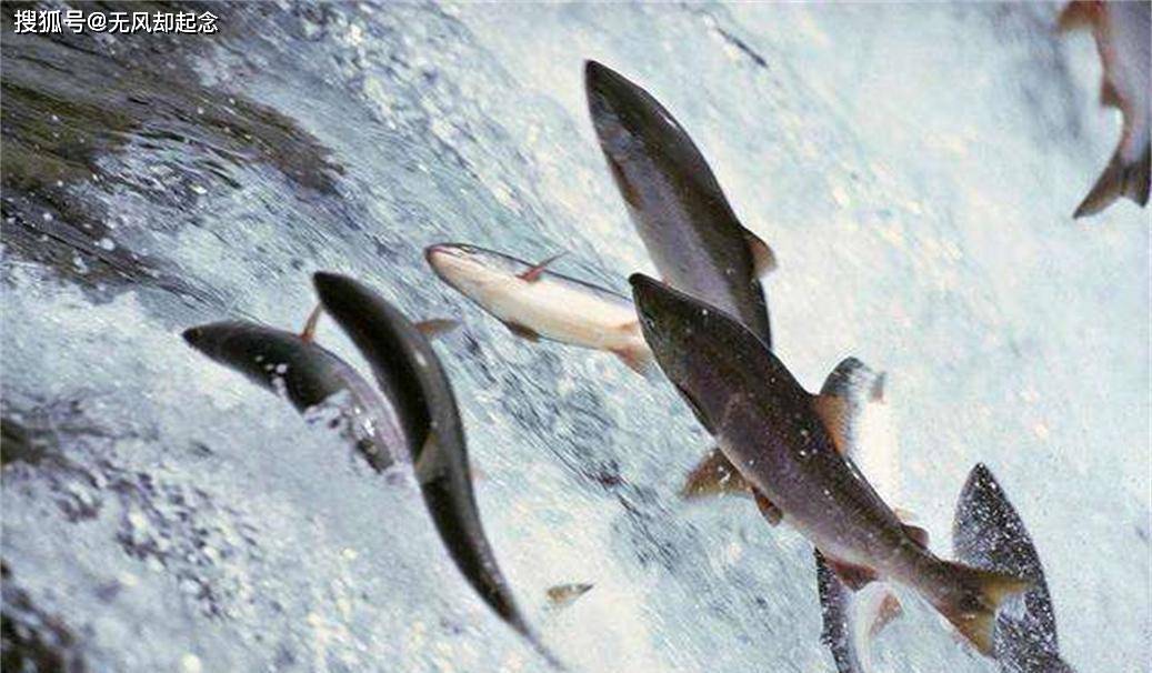 年产鱼30亿斤,水深700米的贝加尔湖,湖里的鱼最大有多大?