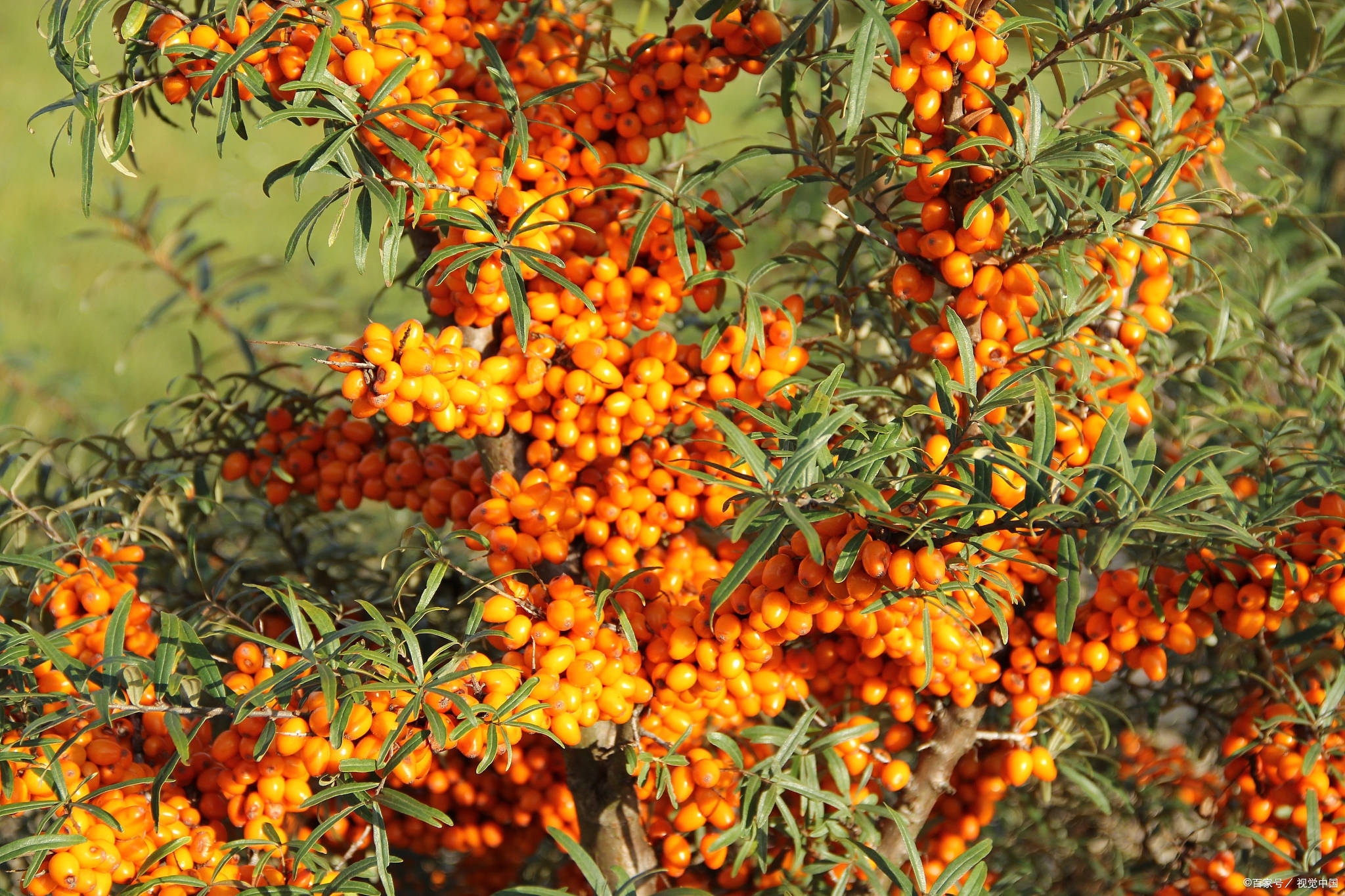 哪儿的沙棘比较好,沙棘的食用方法有哪些?_原浆_口感_果实