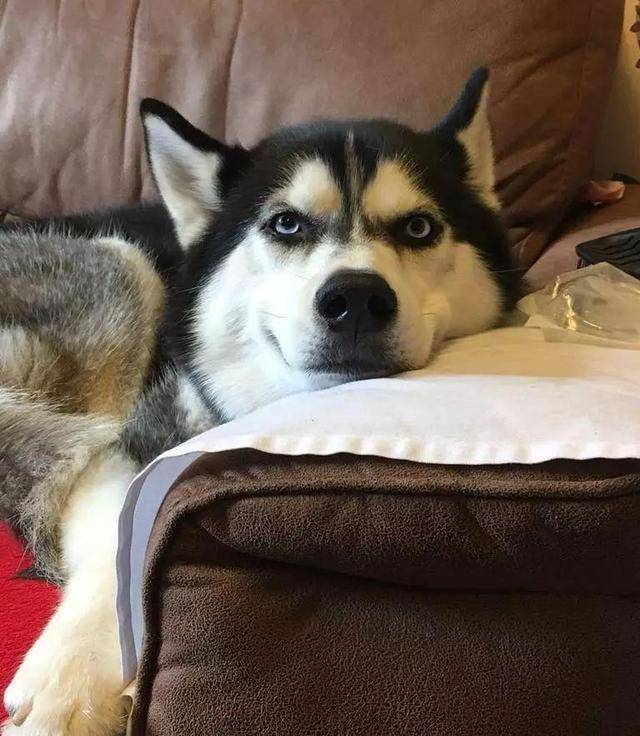 靠凶表情走红的哈士奇anuko,"结婚"后还是死性不改_主人_狗狗_朋友