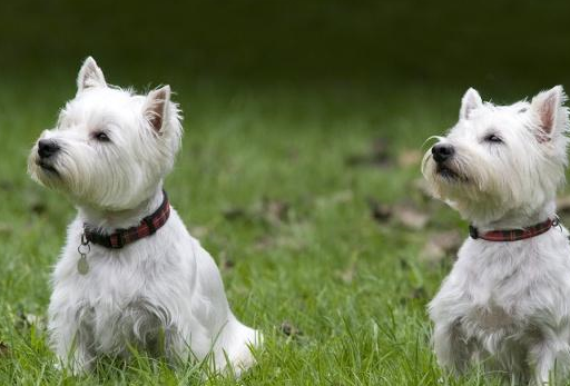 不掉毛好养的小型狗狗排名图片!_白色_重要特点_智商