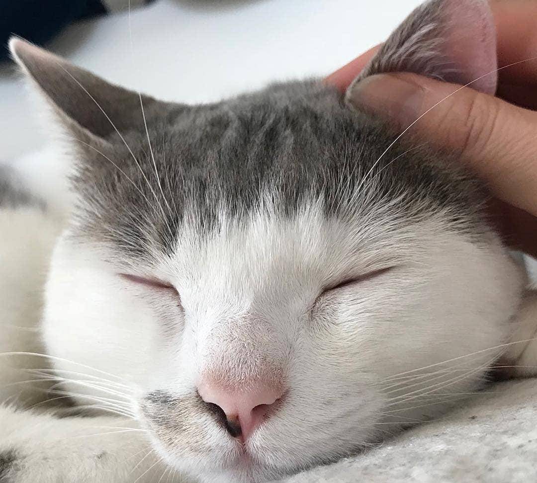 猫的发型也不同,这喵星人的齐刘海,是哪个托尼老师的奇葩设计?