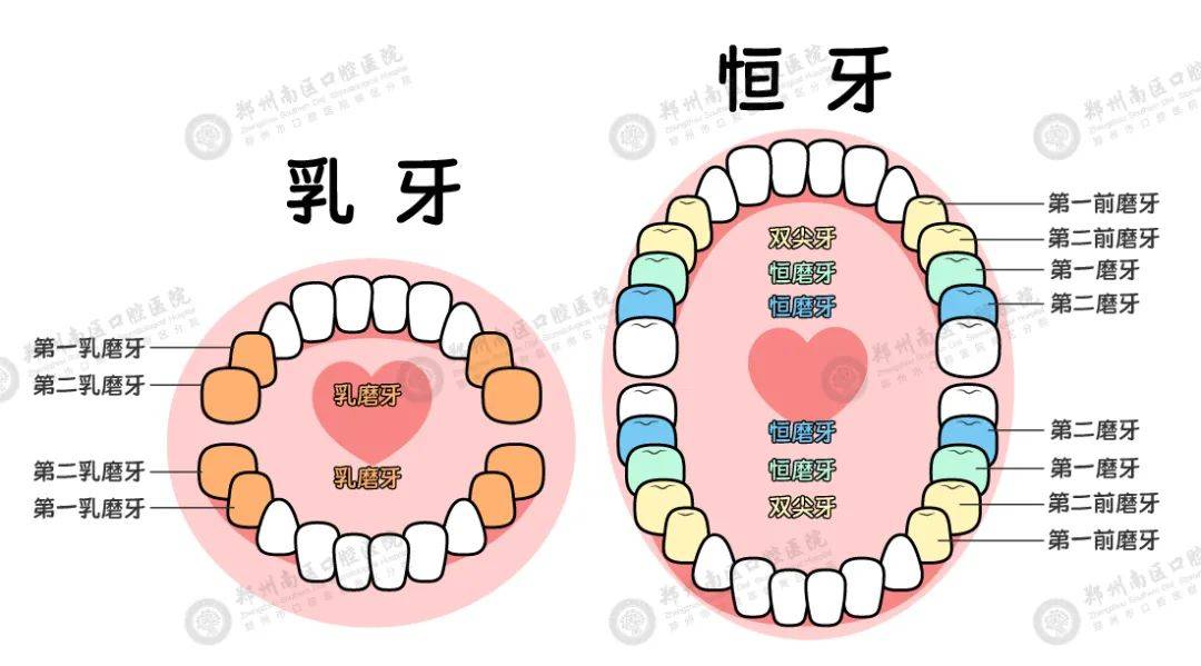 通常推荐做窝沟封闭的牙齿包括孩子换牙前的乳磨牙,换牙后的恒磨牙,恒