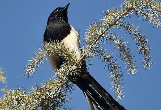 喜鹊窝为何不怕大风大雨?