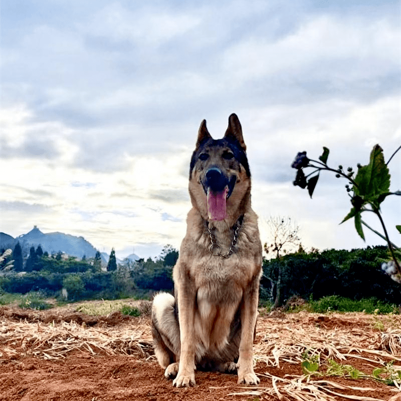 悬赏1000万寻找功勋军犬,想要领养退役军犬有多难?