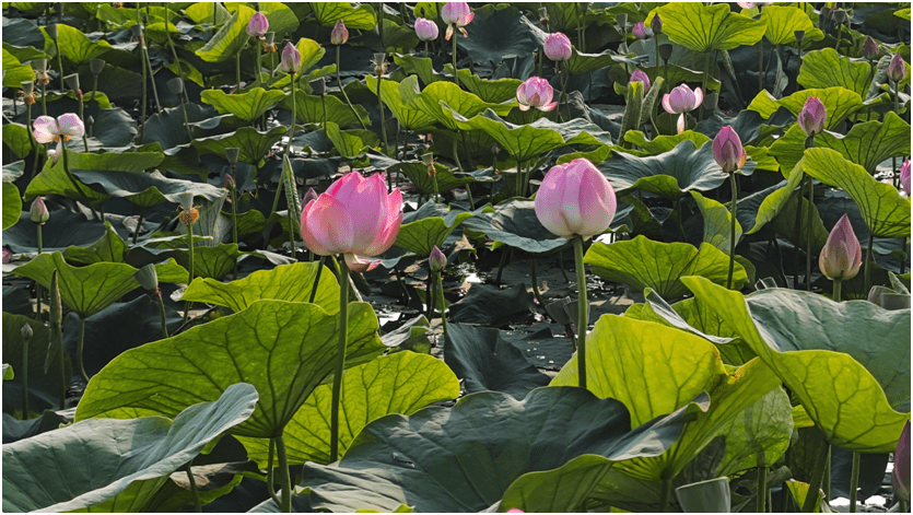 文旅赋能 助力发展——黑龙江省肇源县2023年莲花节盛装启幕_旅游