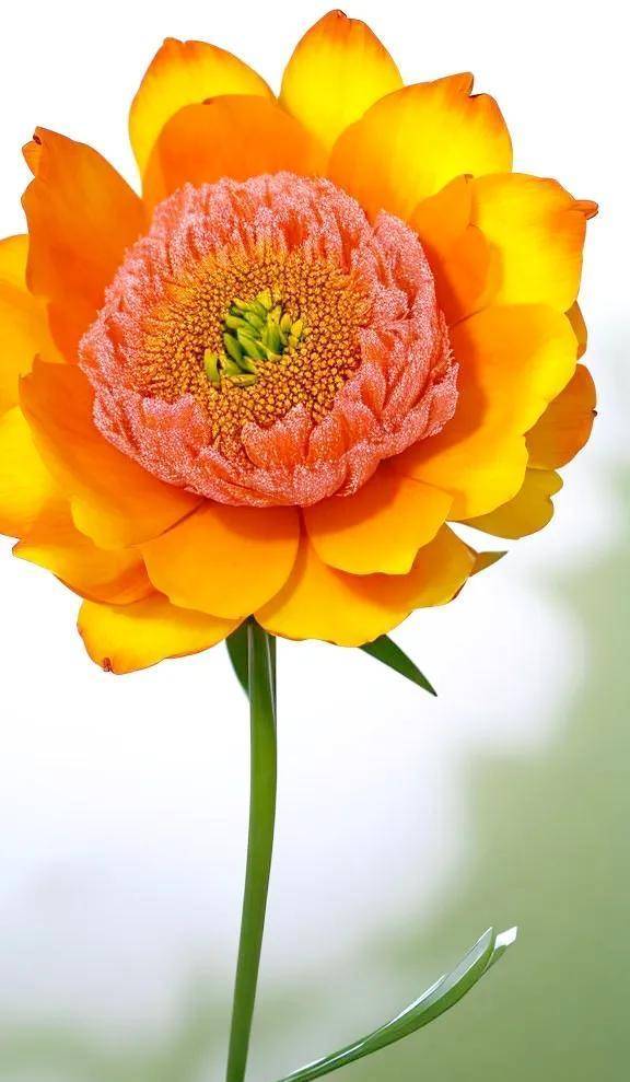 漂亮清晰亮丽清爽牡丹花_花心_朵花_花瓣