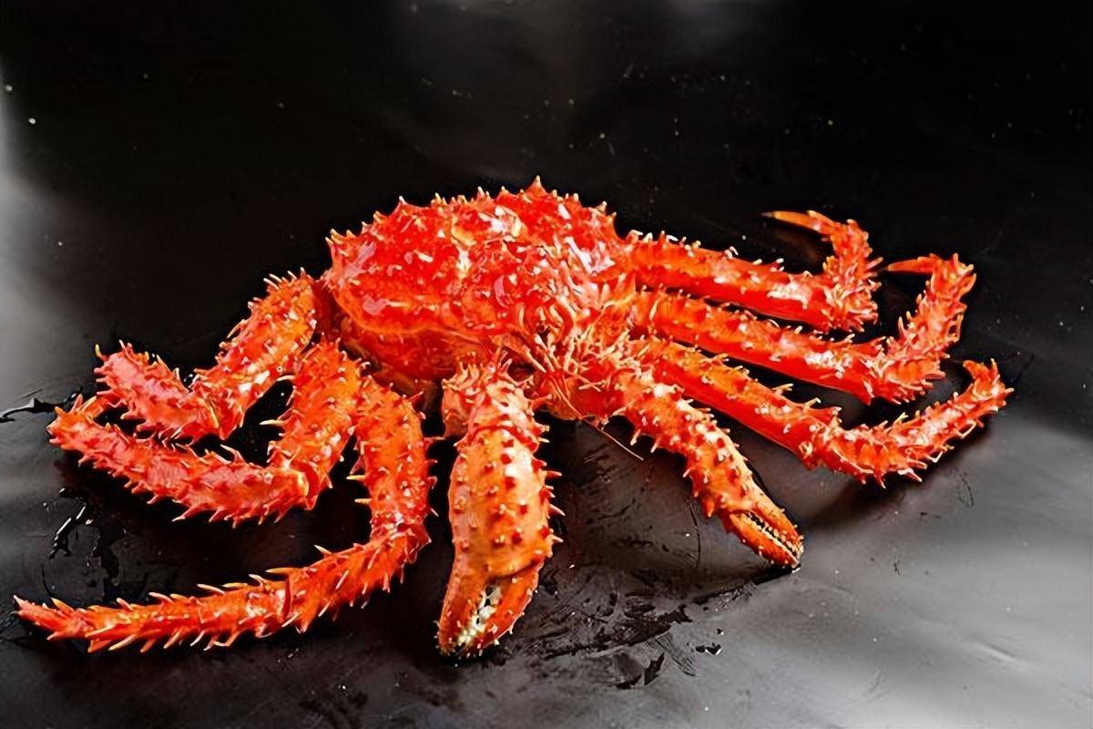 帝王蟹有多可怕?