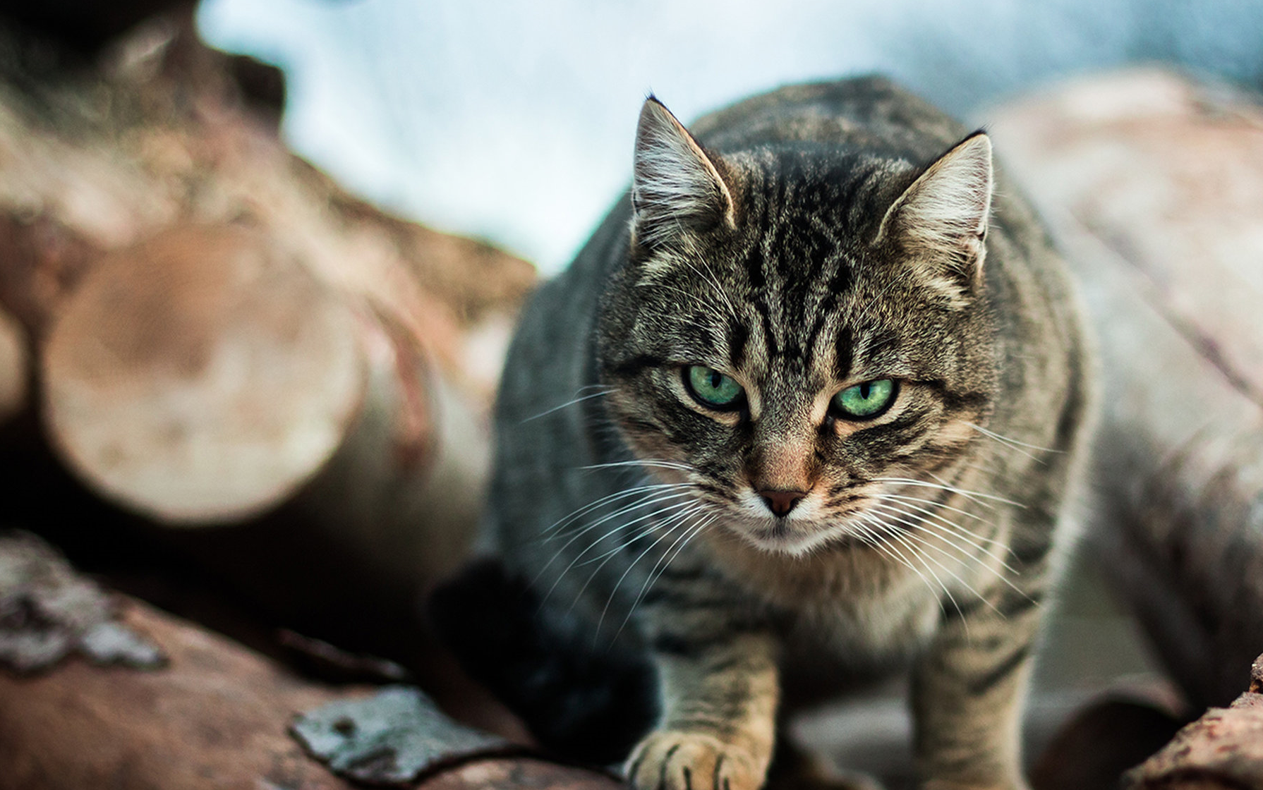 果然是猫主子,澳洲野猫每年杀200万只小动物,散养猫也有份