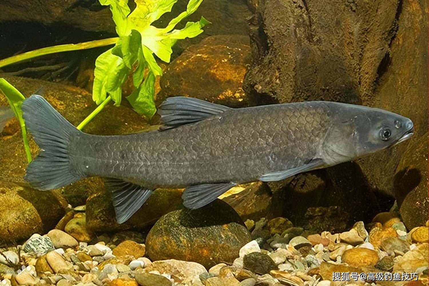 滑口青鱼怎么才好钓?钓黑坑滑口青鱼的5个要领_吐钩_警惕性_鱼钩