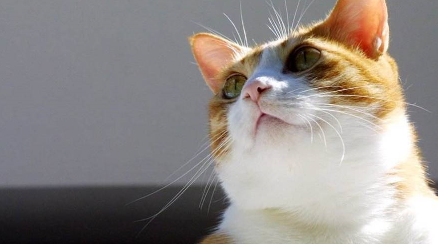 猫咪摆出飞机耳是什么意思？情况分很多种，主人最好不要惹它